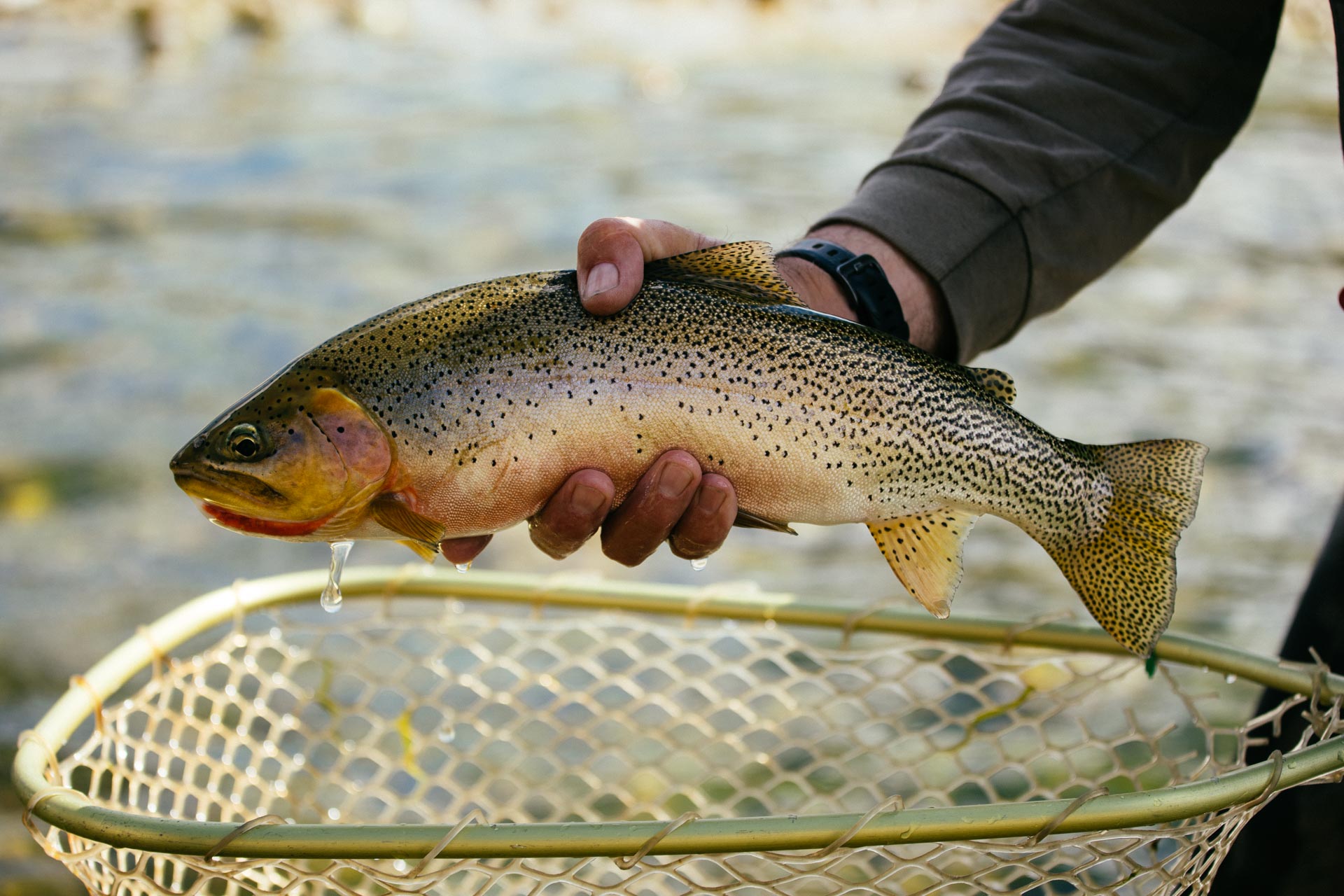 Start fly fishing a good way to cast time away