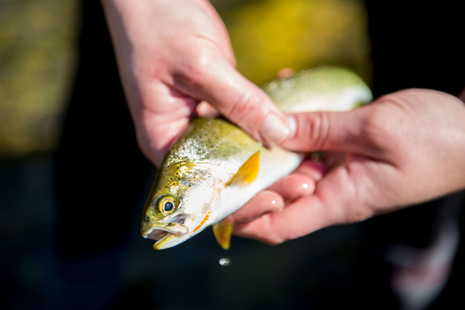 B.C. Bass Fishing