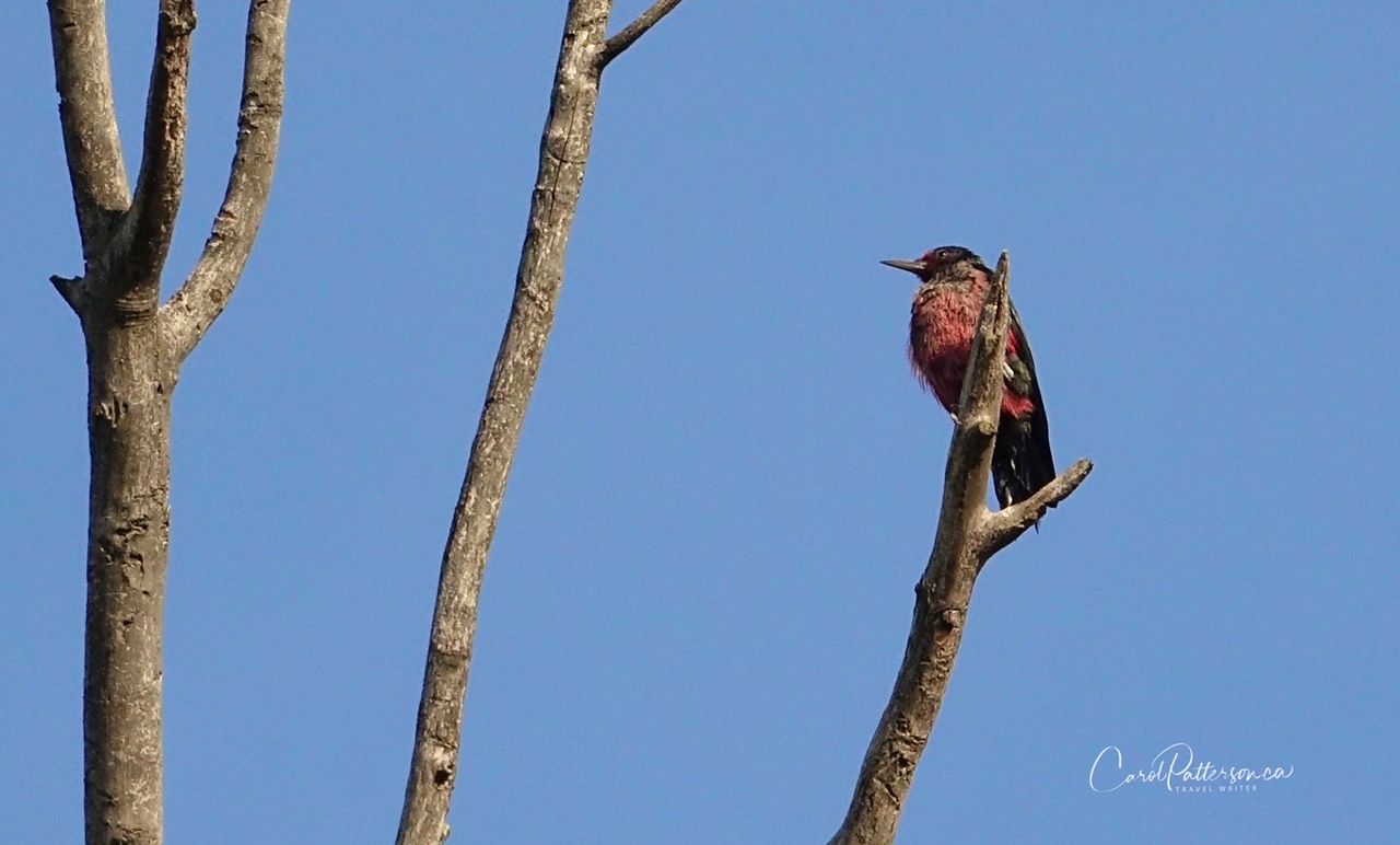 St. Eugene Golf Resort & Casino includes habitat for many bird species including the rare Lewis’s woodpecker