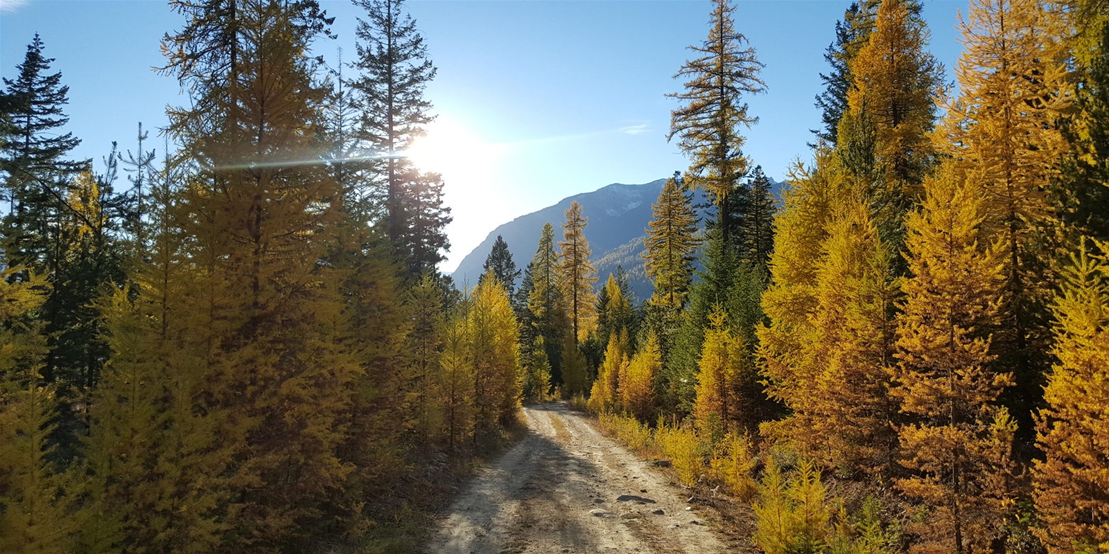Larch Hunting